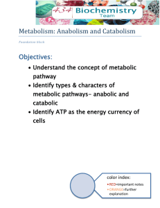 Metabolism: Anabolism and Catabolism