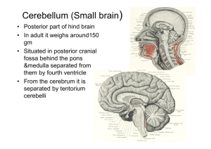 Cerebellum (Small brain)