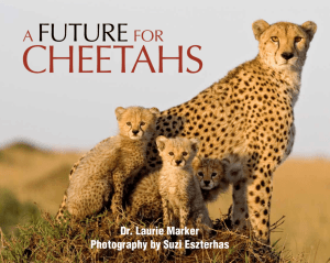 A Future For CheetAhs - Cheetah Conservation Fund
