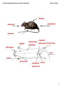 15 Rat Diagrams and Functions KEY