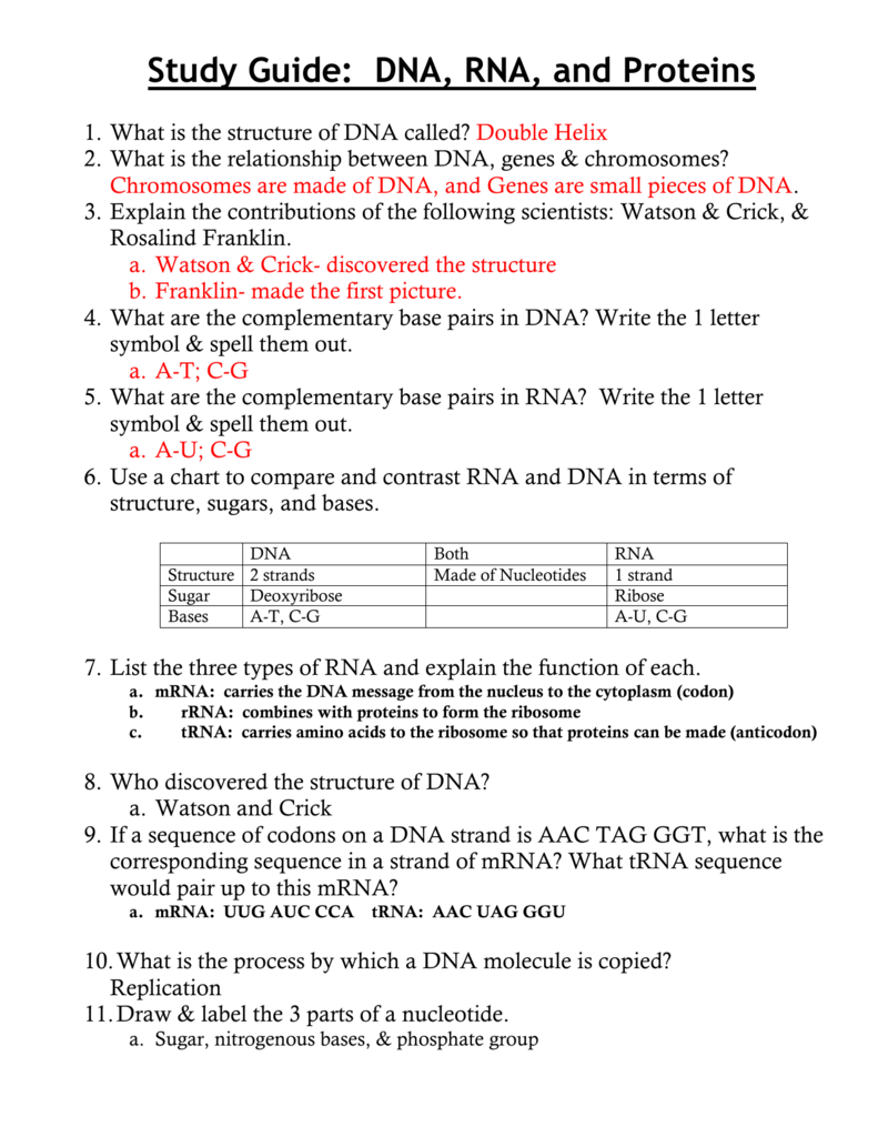 Ch 11 Study Guide Dna Rna And Proteins