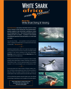 WSA E-Brochure - White Shark Africa