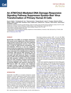 An ATM/Chk2-Mediated DNA Damage