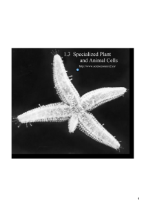 1.3 Specialized Plant and Animal Cells