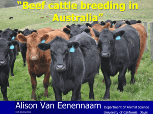 pdfBeef cattle breeding in Australia