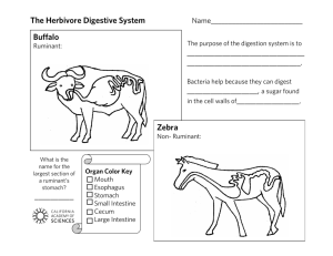 The Herbivore Digestive System Buffalo Zebra . , a