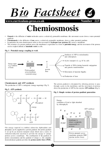 223 Chemiosmosis.p65