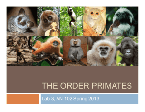 the order primates