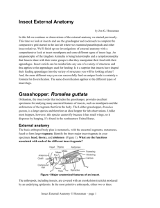 Insect External Anatomy Grasshopper: Romalea guttata