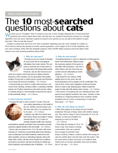 The 10 most-searched questions about cats