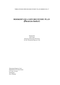 Hooker's sea lion recovery plan