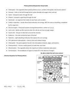 Photosynthesis/Respiration Study Guide Chloroplast – the organelle
