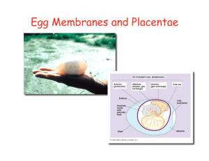 17. Egg Membranes Placenta 2010