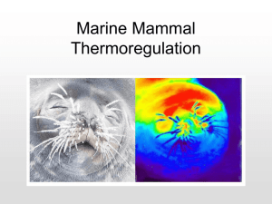 Marine Mammal Thermoregulation