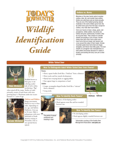 View a PDF showing animals that are commonly hunted with a bow.