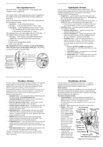 The trigeminal nerve Ophthalmic division Maxillary division
