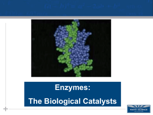 Enzymes: The Biological Catalysts