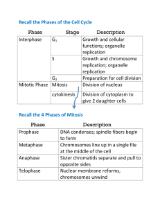Recall the Phases of the Cell Cycle Phase Stage Description