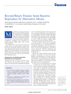 Beyond Binary Fission: Some Bacteria Reproduce by Alternative