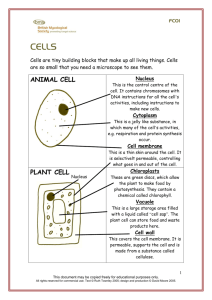 animal cell plant cell