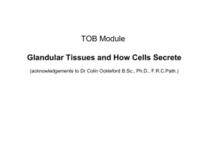 TOB Module Glandular Tissues and How Cells Secrete