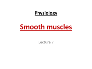 Physiology Smooth muscles