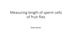 Measuring length of sperm cells of fruit flies