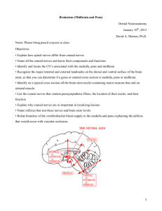 Brainstem (Midbrain and Pons)