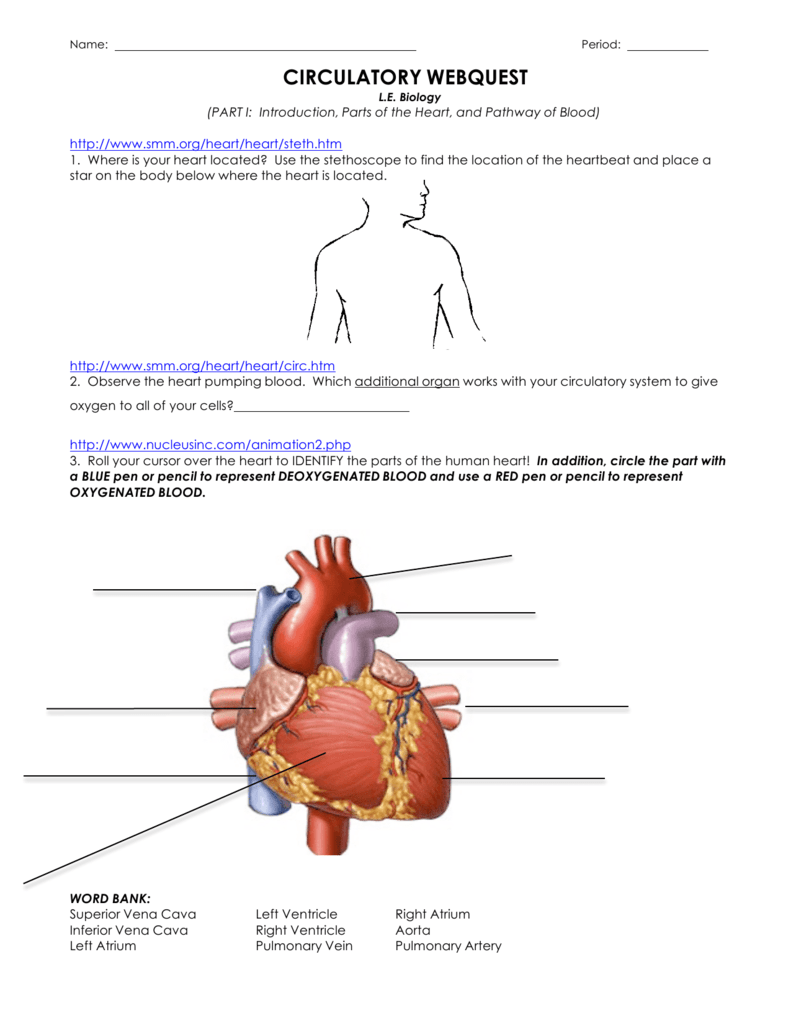 Circulatory Webquest