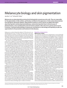 Melanocyte biology and skin pigmentation