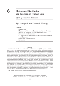 Melanocyte Distribution and Function in Human Skin