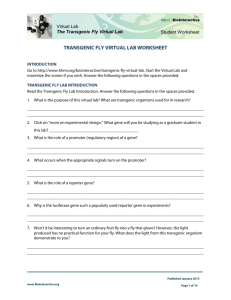 transgenic fly virtual lab worksheet