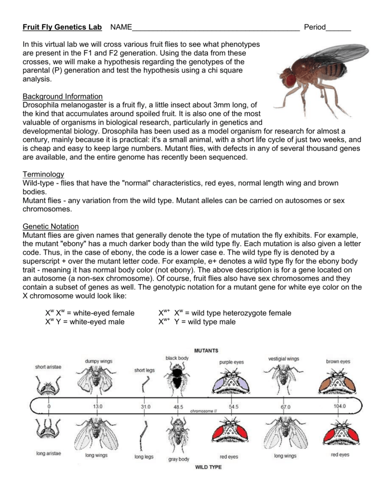 Fruit Fly Genetics Lab 5204