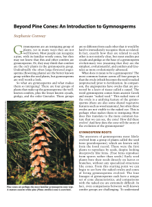 Beyond pine Cones: An Introduction to Gymnosperms