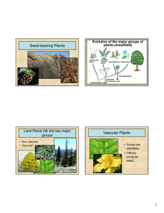 Seed-bearing Plants Vascular Plants