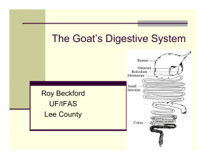 The Goat's Digestive System