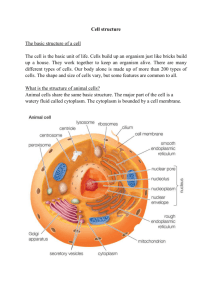Cell structure The basic structure of a cell The cell is the basic unit of