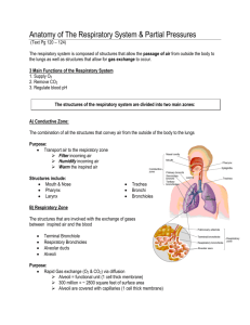 Anatomy of The Respiratory System & Partial Pressures