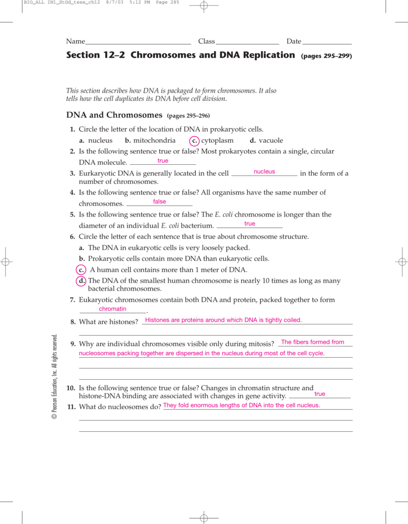 Dna Replication Worksheet Key