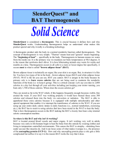 SlenderQuest BAT Thermogenesis
