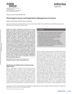 Thermogenic brown and beige/brite adipogenesis in humans
