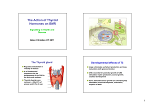 The Action of Thyroid Hormones on BMR