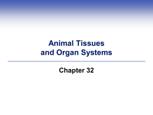 Animal Tissues and Organ Systems