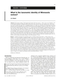 What is the taxonomic identity of Minnesota wolves?