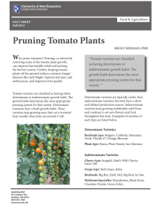 Pruning Tomato Plants - University of New Hampshire Cooperative
