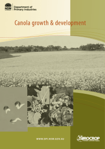 Procrop Canola growth & development