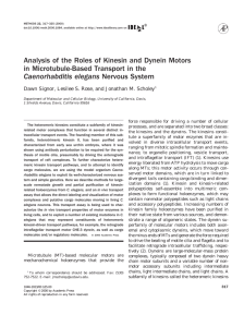 Analysis of the Roles of Kinesin and Dynein Motors in Microtubule