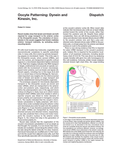 Oocyte Patterning: Dynein and Kinesin, Inc. Dispatch