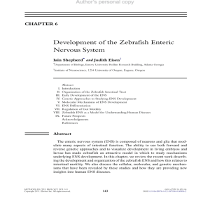 Development of the Zebrafish Enteric Nervous System