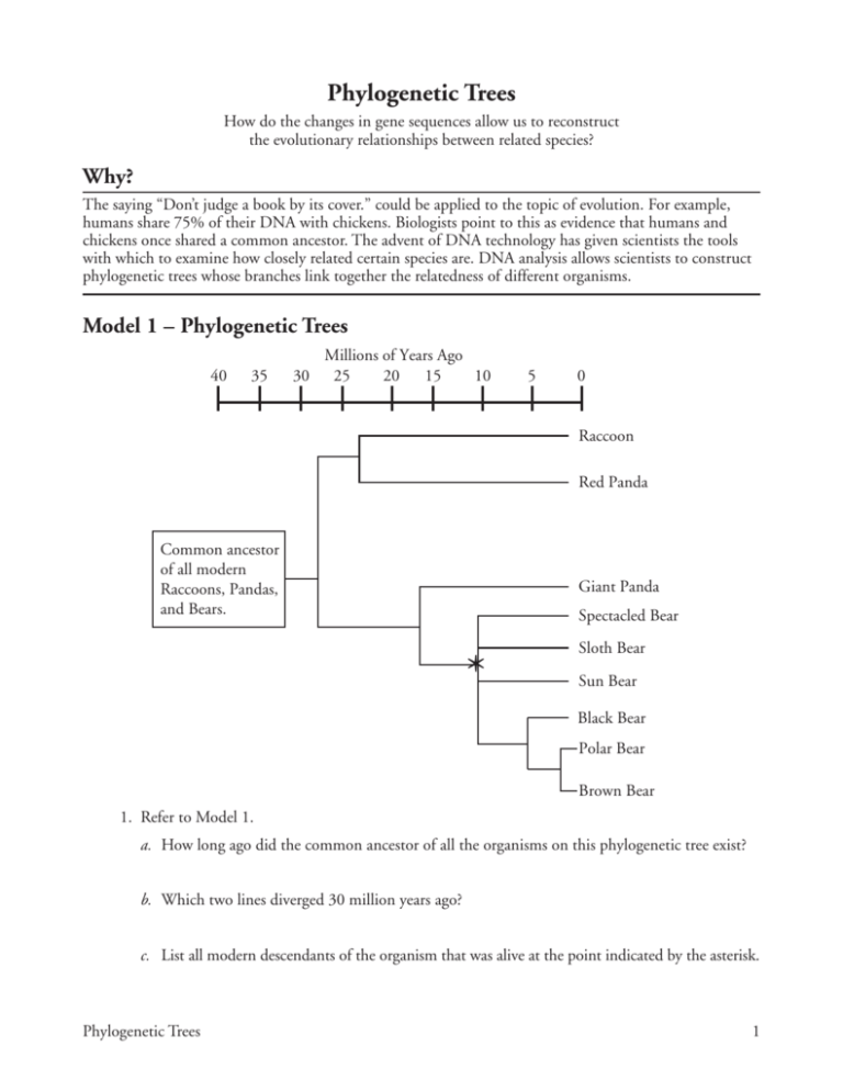 Phylogenetic Tree Worksheets Answers Key